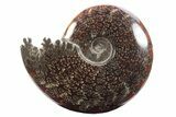 Polished Ammonite (Cleoniceras) Fossil - Madagascar #233486-1